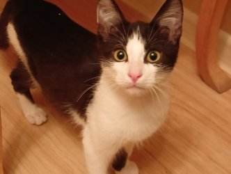 ​Отдам котят в добрые руки!