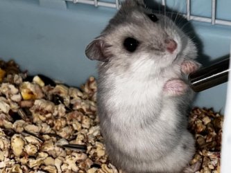 Хомячки симпотяги малышки
