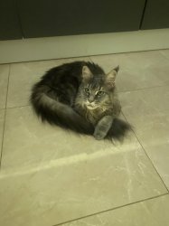 Кошка мэйкун отдадим в добрые руки